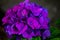 Close-up view of beautiful purple flowers amazing garden flowers