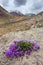 Close-up view of beautiful purple flowers blooming in rocky mountains in Indian Himalayas