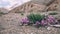 close-up view of beautiful purple flowers blooming in rocky mountains in Indian Himalayas,