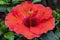 Close-up view of a beautiful red hibiscus flower just blossomed in the summer season