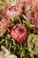 Close up view of beautiful red proteas. Protea flower bouquet.