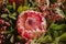 Close up view of beautiful red proteas. Protea flower bouquet.