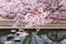 Close-up view of beautiful Sakura flowers with a blurred background of a riverside walkway under pink cherry blossom trees