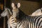 close up view of beautiful striped zebras