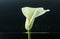 close-up view of beautiful tender white calla lily flower in water