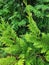 Close-up view of beautiful thuja branches for natural background