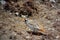 Close-up view of the beautiful Tibetan Snowcock, Nepal