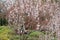 Close-up view of beautiful weeping cherry blossoms ( Shidarezakura ) in Tenryu-ji, a famous Buddhist Temple in Kyoto