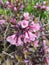 Close up view of beautiful weigela Florida Alexandra branch with dark maroon leaves