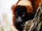 Close-up view of beautiful wild Red lemur high in a tree surrounded by nature. Red ruffed lemur looking at camera