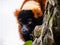 Close-up view of beautiful wild Red lemur high in a tree surrounded by nature. Red ruffed lemur looking at camera