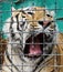 Close-up view of a beautiful yawning Bengal tiger in a cage