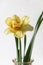 Close up view of beautiful yellow and red narciss flower in bottle isolated on grey