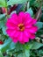 Close up view of beautiful zinnia elegan flower