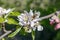 Close up view of bee gathering honey, collects nectar and pollen on a white blossoming cherry tree branch. Selective focus