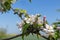 Close up view of bee gathering honey, collects nectar and pollen on a white blossoming cherry tree branch. Selective focus