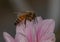 Close-up view of a bee gracefully perched on pink dahlia