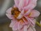 Close-up view of a bee gracefully perched on pink dahlia