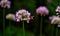 Close up view of bee pollinating chive blossoms along the Chicago riverwalk garden