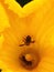 Close-up view of bees inside a yellow pumpkin flower