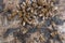 Close up view of bees and wasp swarming on honey drops. Honey drops on vintage wooden background and swarming insects