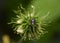 Close-up view of a beetle climbing up the radial rays of a faded flower