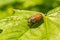 Close up view of the beetle pest - common cockchafer