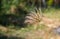 Close-up view Bermuda grass Cynodon dactylon flowering in nature.
