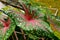 Close up view bicolor caladium in red and green leaf.