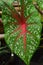 Close up view bicolor caladium in red and green leaf