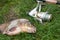 Close up view of big freshwater common bream and fishing rod wit