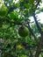 Close up view big green pomelo in Bali.