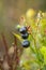 Close Up View of  Bilberry on Fresh Green Shrubs