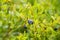 Close Up View of  Bilberry on Fresh Green Shrubs