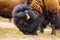 Close-up View of Bison Grazing on Dry Grass - Majestic Wildlife Close-up Shot