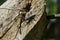 A close-up view of a black beetle with long rodents climbing a wooden stump