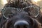 Close up view of black furry dog wearing glasses with white polka dots