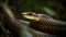 close-up view of a Black mamba in a green jungle, looking forward and spotted