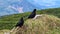 Close up view of black ravens on top of Feistritzer Spitze (Hochpetzen) with scenic view of majestic mountain peaks Karawanks