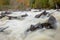 Close up view of black rocks and dead trees in a river