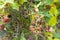 Close-up view of blackberries growing on a bush