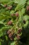 Close-up view blackberries on a tree at a local organic farm and unripe berries ready for harvest.