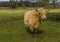 A close-up view of a blond  matriarch  Highland cow in a field near Market Harborough  UK