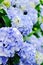 Close up view of blooming bushes of hydrangea flowers