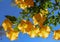 Close-up view of blooming large flowers of Brugmansia versicolor. Huge flowers in shape of long bells, nicknamed Angel`s Trumpet.