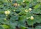 Close up view of blooming lotus flowers on Carter Lake Iowa