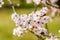 Close up view blossom of fruit tree with pink white flowers in spring over fresh green grass