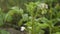 Close up view of blossom potato plant. Farming concept