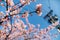 Close up view of blossoming branches of a cherry tree with lovely Sakura flowers