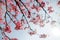 Close up view of blossoming branches of a cherry tree with lovely Sakura flowers blooming under bright sunshine against blue sunny